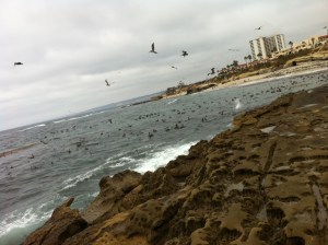 La Jolla Tide Pools